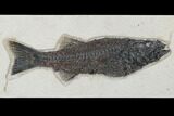 Uncommon Fish Fossil (Mioplosus) - Wyoming #179316-1